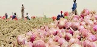 Production horticole 2021 : L’oignon dépasse la barre des 400.000 tonnes, la pomme de terre passe de 67 485 à 122 000 tonnes