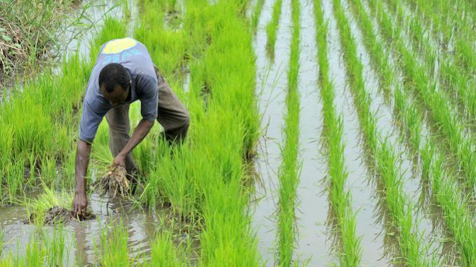 100 milliards dans l’Agriculture : l’horticulture et la riziculture, parents pauvres d’un secteur porteur ?