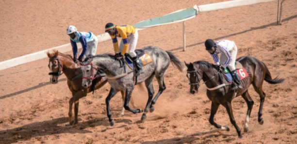 Grand Prix renaissance africaine: Près de 150 chevaux de divers pays attendus ce week-end à THIES