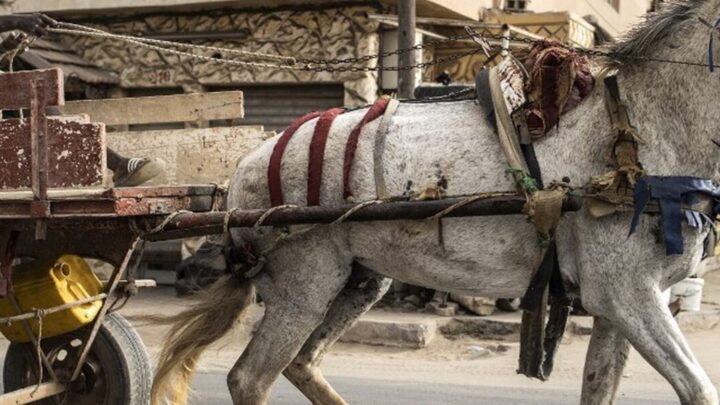 Sicap Mbao : un cheval tue une fillette de 4 ans