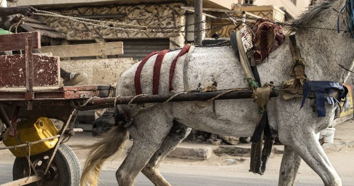 Sicap Mbao : un cheval tue une fillette de 4 ans